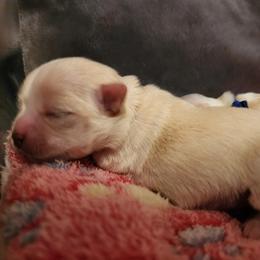 Rose - Cream and white female Chihuahua puppy in Jacksonville, Florida from Precious Paws of Florida - Chihuahuas