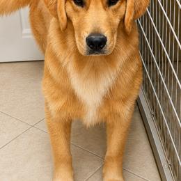 Pharrell - Golden Retriever