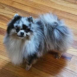 Fletcher - Pomeranian