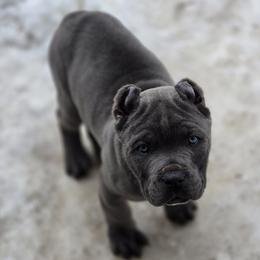 Green - Gray male Cane Corso puppy in Sault Ste Marie, Michigan from Willow Creek Cane Corsos