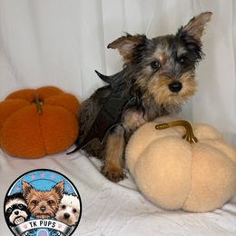 Batman - Blue and gold male Yorkshire Terrier puppy in Rochester, New York from TK PUPS