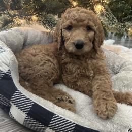 Goldendoodle Puppies from Rustic Road Doodles