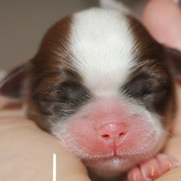 Shih Tzus and Yorkshire Terriers from Danielle's Yorkie & Shih Tzu Babies