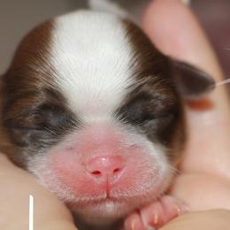 Shih Tzus and Yorkshire Terriers from Danielle's Yorkie & Shih Tzu Babies