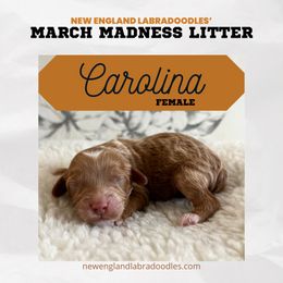 Carolina - Apricot Australian Labradoodle puppy in Mendon, Massachusetts from New England Labradoodles
