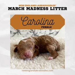 Carolina - Apricot Australian Labradoodle puppy in Mendon, Massachusetts from New England Labradoodles