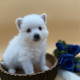 Soymilk - White male American Eskimo Dog puppy in Valrico, Florida from Shadow Kennels