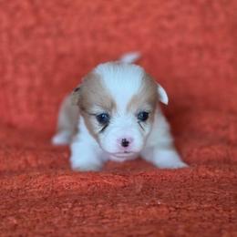 Mirabel - Sable merle and white female American Corgi puppy in Tallahassee, Florida from Koko's Korgis