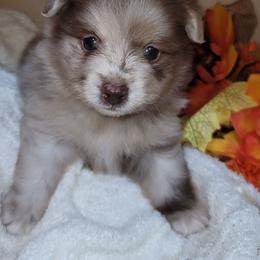 Ivy - Chocolate merle female Pomeranian puppy in Garvin, Oklahoma from Hochatown Awesome Aussies