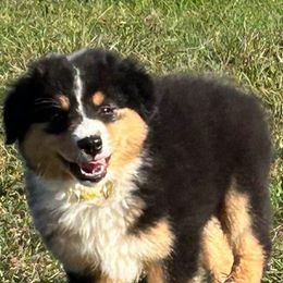 Yellow - Black tri female Miniature American Shepherd puppy in Rochester, Massachusetts from Anchored Roots Miniature American Shepherds