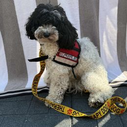 Bernedoodle and Cockapoo Puppies from Doodles of Joy