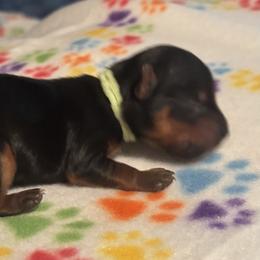 Patrick - Black and tan male Yorkshire Terrier puppy in Wagoner, Oklahoma from Rosenthal Yorkies