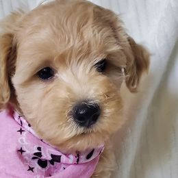 Girl 4 - Schnoodle puppy from Eveleigh Acres Puppies