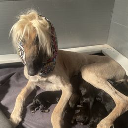 Afghan Hound Puppies from Kelli Kujawa