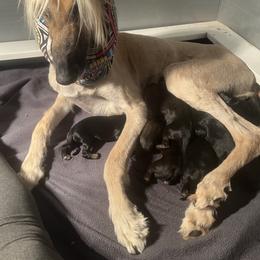 Afghan Hound Puppies from Kelli Kujawa
