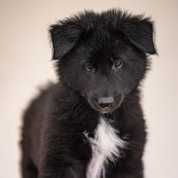 Aqua girl - Black and white female Belgian Sheepdog puppy in Palm City, Florida from Sans Soleil
