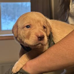 Kona (Green Collar) - Yellow female Labrador Retriever puppy in Sparta, Wisconsin from Valley Creek Dog Boarding and Training
