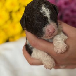 Lily - Brown female Lagotto Romagnolo puppy in Micanopy, Florida from Fortuna Farms