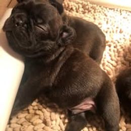 French Bulldog and Miniature Bull Terrier Puppies from Dogs of Dyhar