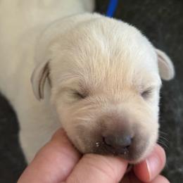 Moose- blue collar - Yellow male Labrador Retriever puppy in Isanti, Minnesota from Four Corners Family Labs