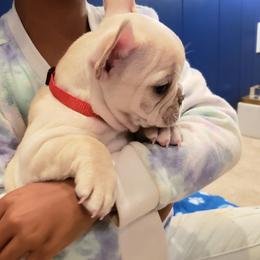 French Bulldog Puppies from Bully Snob