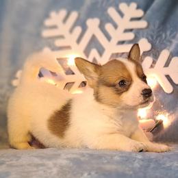 Cheeto - Sable and white female American Corgi puppy in Gouverneur, New York from St. Lawrence Corgis