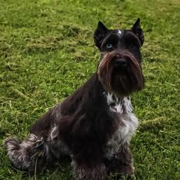 Slade - Miniature Schnauzer