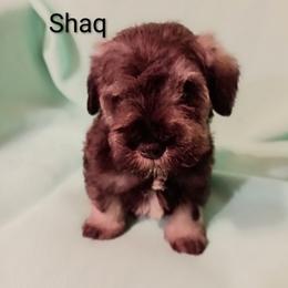 Shaq - Salt and pepper male Miniature Schnauzer puppy in Midland, Texas from Shebbies Puppy Palace