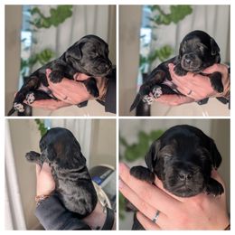 Brown, rare Agouti just like Tikka. - Silver male Whoodle puppy in Kalispell, Montana from Countryman Whoodles