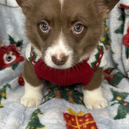 Barrel - Liver and white male American Corgi puppy in Grants Pass, Oregon from KnR Antler Dogs