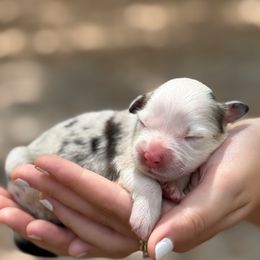 Lynx - Blue merle male Australian Shepherd puppy in Orlando, Florida from Skaky Shepherds