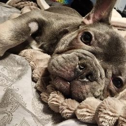 Meatball - Blue French Bulldog puppy in Davenport, Iowa from QC Finest Frenchies & Brussels