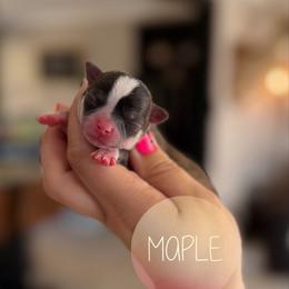 Maple - Fawn brindled black female Chihuahua puppy in Harrison, Michigan from Cloud9 Chihuahuas