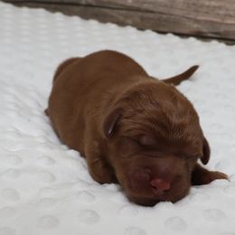 Green Male - Dark golden male Golden Retriever puppy in Norman, Oklahoma from Raised Right Pups