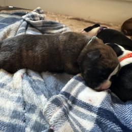 Roman - Fawn Boxer puppy in Rochester, Washington from Holly's Boxers of Rochester