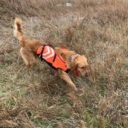Red - Golden Retriever