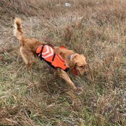 Red - Golden Retriever
