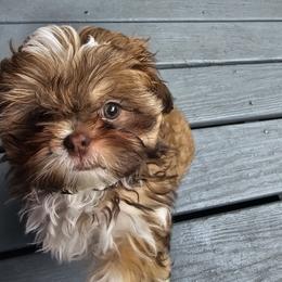 Shih Tzu Puppies from Luna's Shih Tzu Pups