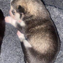 Siberian Husky Puppies from Christina Karcher's Siberian Huskies