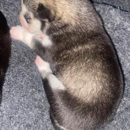 Siberian Husky Puppies from Christina Karcher's Siberian Huskies