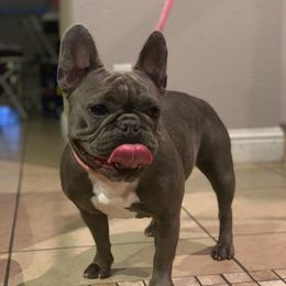 Thumper - French Bulldog