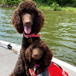 Poodles from Savage Doodles and Poodles
