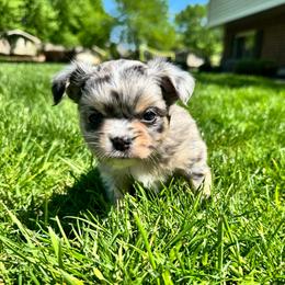 Ben - Blue merle male Chihuahua puppy in Dayton, Ohio from Petite Pups