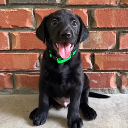 Green boy - Black male Labrador Retriever puppy in Plymouth, North Carolina from Duck Creek Kennels