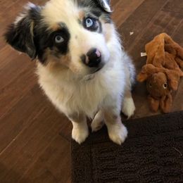 Miniature Australian Shepherd All Grown Up from Eagle Creek Aussies