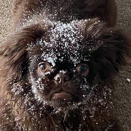 Pekingese from Dirty Boot Kennel