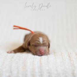 Orange Collar Boy - Caramel red male Australian Labradoodle puppy in Thousand Oaks, California from Lovely Doodle Lane