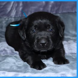 Labrador Retriever Puppies from van Dalen Labradors