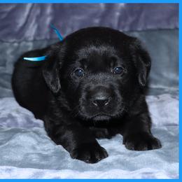 Labrador Retriever Puppies from van Dalen Labradors