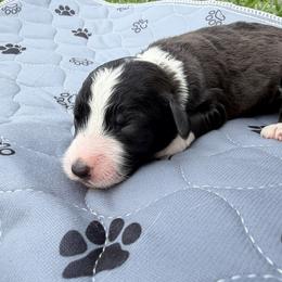 Girl 4 - female Aussiedoodle puppy in Eolia, Missouri from Barefoot Kennel
